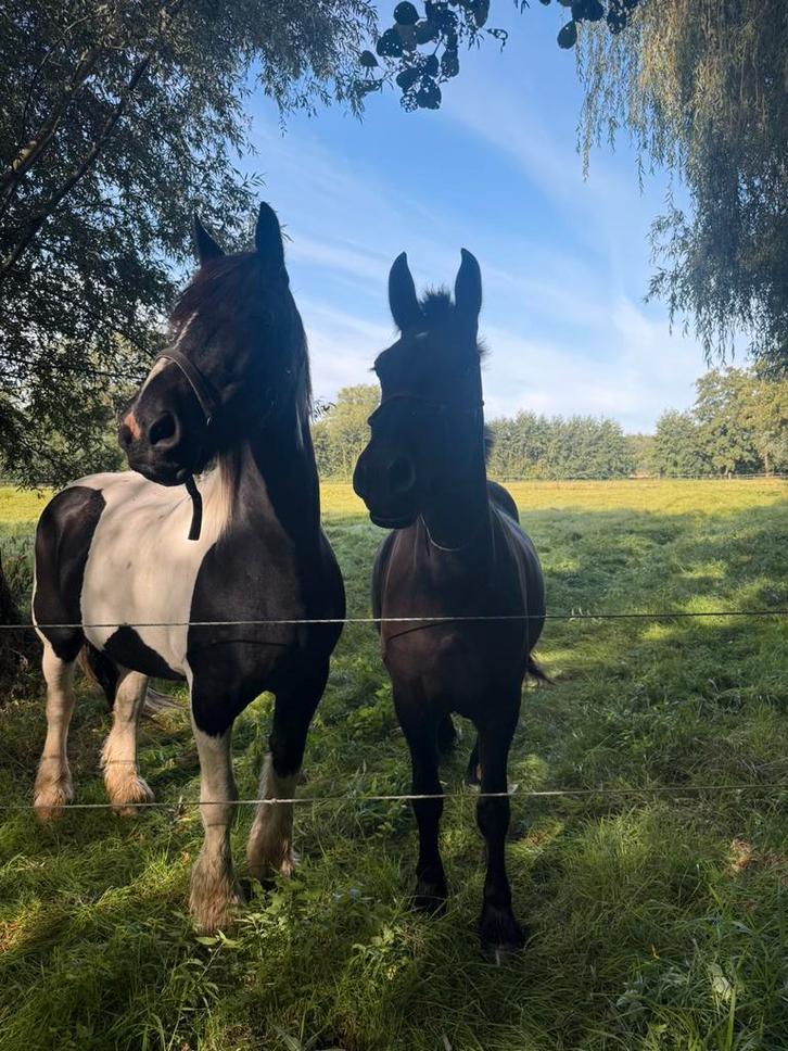 Halve stal, Dieren en Toebehoren, Stalling en Weidegang