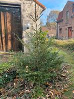 arbre de Noël - sapin, Enlèvement, Neuf