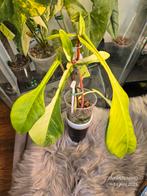 Philodendron Joepii Variegated, Ophalen of Verzenden