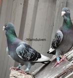 Wamduiven Adana duiven, Animaux & Accessoires, Oiseaux | Pigeons