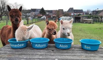 4 halstermakke alpaca's ( ruinen) beschikbaar voor biedingen