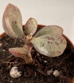 Adromischus Hemisphaericus, Huis en Inrichting, Kamerplanten, Minder dan 100 cm, Verzenden, Vetplant