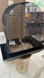 Canarie + kooi, Ophalen