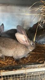 Jonge vlaamse reus, Dieren en Toebehoren