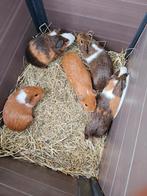 Caviatjes, Dieren en Toebehoren, Knaagdieren, Cavia, Augustus, Mannelijk, Tam