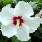 hibiscus struik , wit, paars of rose verkrijgbaar 1,2 m hoog, Tuin en Terras, Planten | Struiken en Hagen, Ophalen, Struik