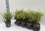 Ilex crenata (buxusvervanger), Ophalen of Verzenden, Buxus, Struik