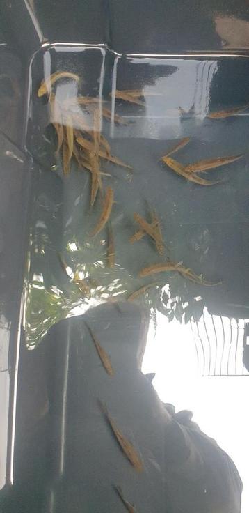 ROODBUIKELRITSEN  VOLWASSEN  beschikbaar voor biedingen