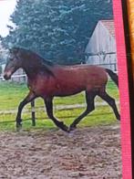 Weidemaatje / therapiepaardje PRE 13j (peesblessure), Dieren en Toebehoren, Minder dan 160 cm, Gechipt, Ruin, L