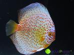++BIJZONDERE STOCKER DISCUSVISSEN++ topkwaliteit discus mooi, Dieren en Toebehoren, Vissen | Aquariumvissen, Vis, Zoetwatervis