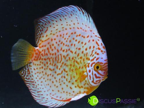 ++BIJZONDERE STOCKER DISCUSVISSEN++ topkwaliteit discus mooi, Dieren en Toebehoren, Vissen | Aquariumvissen, Zoetwatervis, Vis