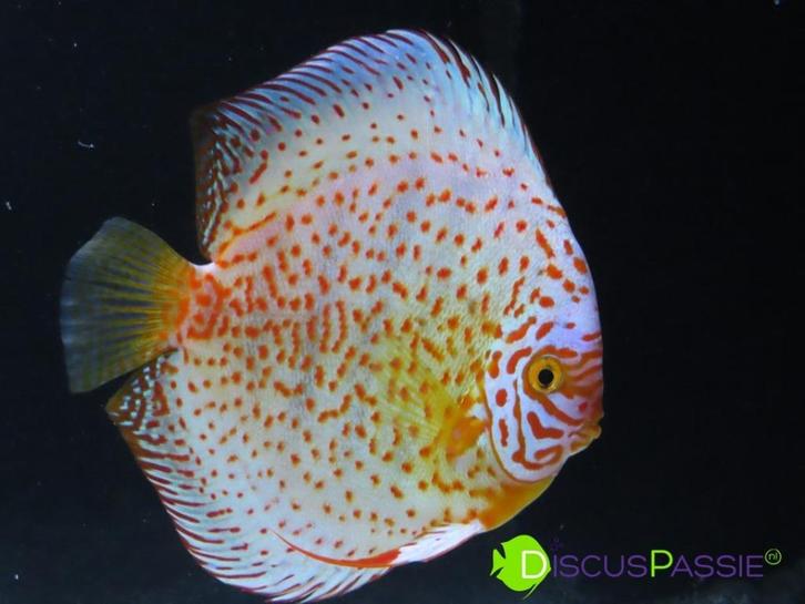 ++BIJZONDERE STOCKER DISCUSVISSEN++ topkwaliteit discus mooi, Dieren en Toebehoren, Vissen | Aquariumvissen, Zoetwatervis, Vis