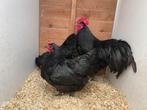 Trio zwarte australorp, Dieren en Toebehoren, Pluimvee