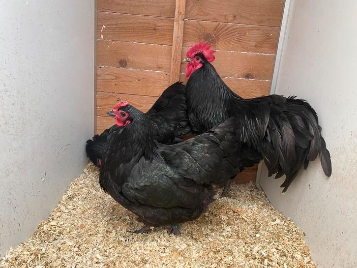 Trio zwarte australorp, Dieren en Toebehoren, Pluimvee