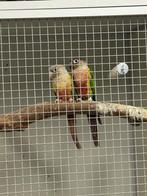 Pyrrhura koppel, Dieren en Toebehoren, Meerdere dieren, Geringd