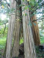 chaumes de BAMBOUS, Enlèvement, 250 cm ou plus, Bambou