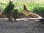 Fazanten: gelegoud fazant, 2 hanen beschikbaar, Dieren en Toebehoren, Pluimvee, Mannelijk, Overige soorten