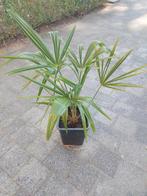 Trachycarpus fortunei, Tuin en Terras, Ophalen of Verzenden