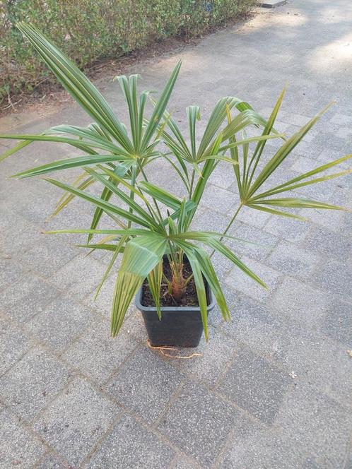 Trachycarpus fortunei, Tuin en Terras, Planten | Tuinplanten, Ophalen of Verzenden