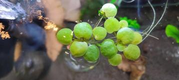 Waterplanten – kikerbeet beschikbaar voor biedingen