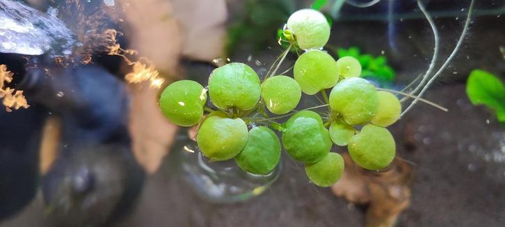 Waterplanten – kikerbeet, Dieren en Toebehoren, Vissen | Aquariumvissen