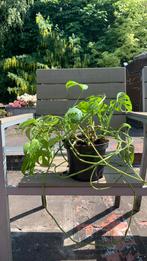 Monstera Monkey Mask gatenplant, Ophalen, Zo goed als nieuw