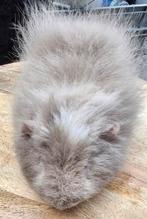 CH Teddy beer lilac bont met stamboom, Dieren en Toebehoren, Knaagdieren