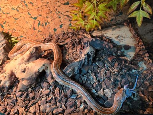 Zeer flinke rattenslang man volwassen, Dieren en Toebehoren, Reptielen en Amfibieën