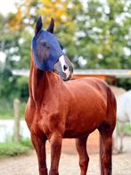 Paard ter halve stal aangeboden, Dieren en Toebehoren, Merrie, 170 tot 175 cm, Recreatiepaard, 11 jaar of ouder
