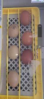 Gratis Groenlegger haan, Dieren en Toebehoren, Pluimvee, Mannelijk, Kip