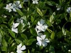Vinca Elisa, Tuin en Terras, Planten | Tuinplanten, Ophalen