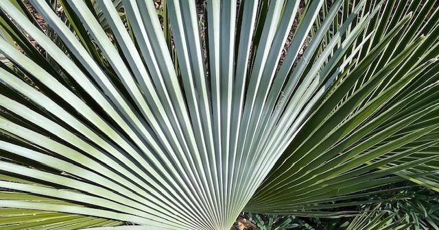 Trachycarpus princeps x wagnerianus, Tuin en Terras, Planten | Bomen, Palmboom, Minder dan 100 cm, Volle zon, Lente, In pot, Ophalen of Verzenden