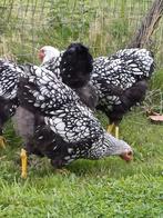 Wyandotte zilver zwart gezoomd - groothoenders-
