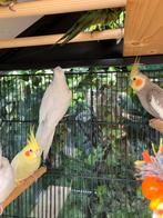 HALF TAMME VALKPARKIETEN VANAF 60 EURO/VOGEL, Dieren en Toebehoren, Vogels | Parkieten en Papegaaien, Meerdere dieren, Parkiet