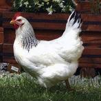 Sussex, Dieren en Toebehoren, Pluimvee, Vrouwelijk, Kip