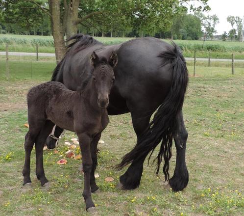 Ibero friese veulens/jonge paarden, Dieren en Toebehoren, Paarden
