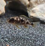 Otopharynx lithobathis black orange malawi cichliden hobbykw, Dieren en Toebehoren, Vis, Zoetwatervis