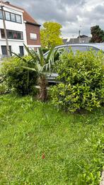 2 x eetbare laurier struik en 1 x palmboom tracychycarpus, 100 à 250 cm, Laurier, Enlèvement, Arbuste