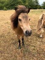 Kwaliteitsvolle Amha amhr nmprs merries, Dieren en Toebehoren, Paarden en Pony's | Dekhengsten en Fokmerries