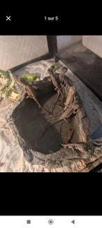 Bebe pogona contre gecko léopard femelle, Dieren en Toebehoren, Ophalen, Zo goed als nieuw