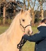 Prachtige palomino Welsh B merrie., Merrie, Zadelmak, 3 tot 6 jaar, C pony (1.27m tot 1.37m)