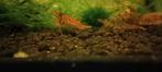 Crevettes tiger tangerine, Ophalen