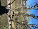 Bamboe- en appelbomen, Tuin en Terras, Planten | Fruitbomen, Appelboom, 100 tot 250 cm, Ophalen of Verzenden