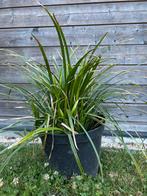 Siergras Carex morowii, Ophalen, Vaste plant, Siergrassen, Halfschaduw