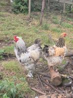 Brahma haan en Zijdehoeder haan, Dieren en Toebehoren, Pluimvee