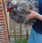 Zijdehoenders, Dieren en Toebehoren, Pluimvee, Mannelijk, Kip