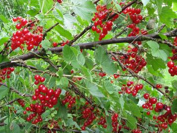 Groseilles rouges à cueillir à Liège beschikbaar voor biedingen