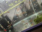 Guppies Male te koop, Dieren en Toebehoren, Vissen | Aquariumvissen