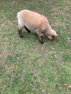 Hampshire Down lamram, Dieren en Toebehoren, Mannelijk, Schaap, 0 tot 2 jaar