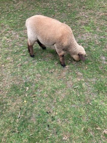 Hampshire Down lamram, Mâle, Mouton, 0 à 2 ans